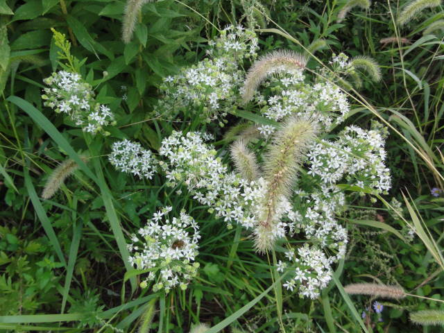 DSC05500