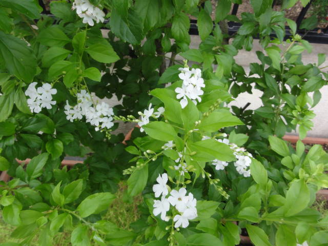 DSC05968