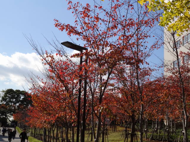 DSC04554 DSC04554
