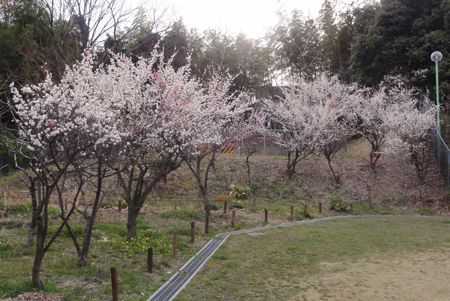 Zenkei240319 Zenkei240319