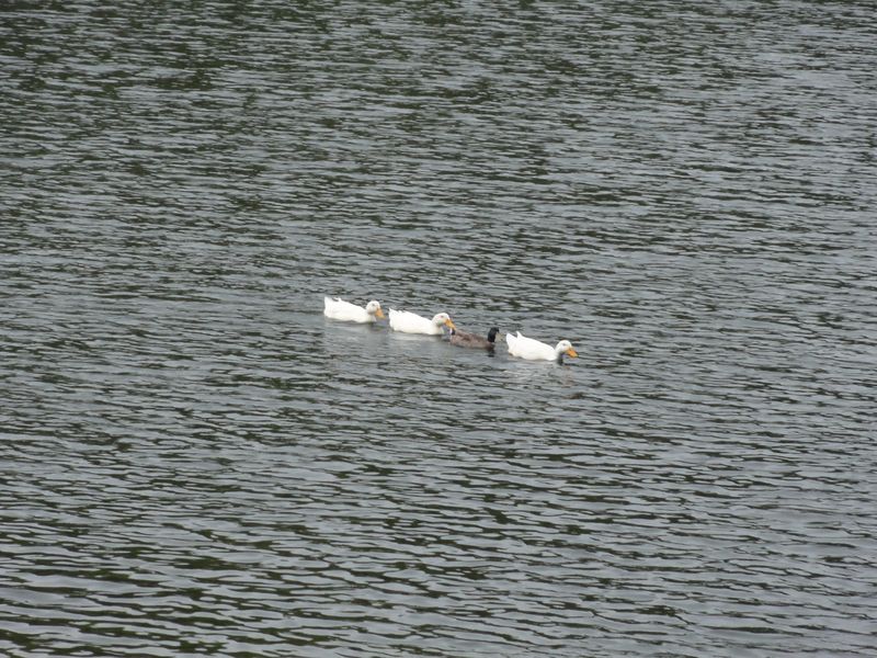 DSC08002