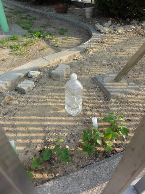 DSC01350