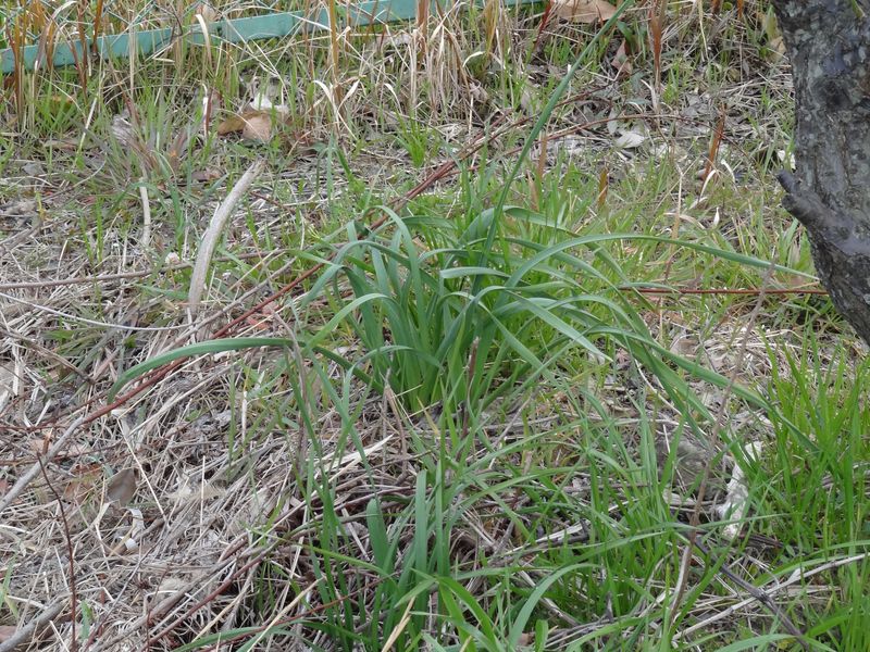DSC02520 DSC02520