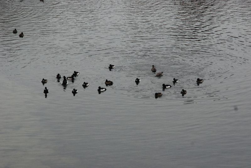 DSC_1505 DSC_1505