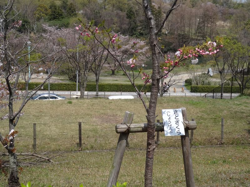 DSC05996