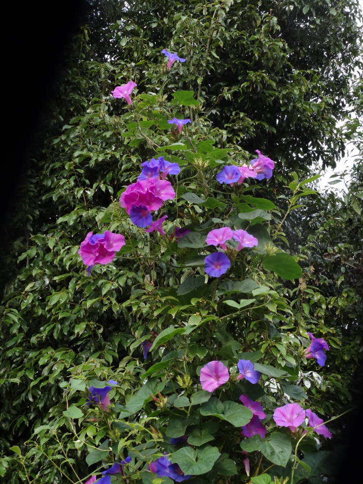 DSC086150336