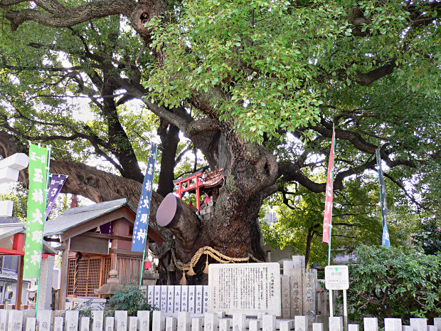 Hachiouji_jinja_kusu_6