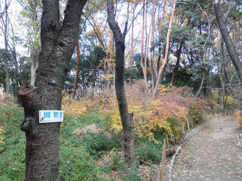 DSC093700268