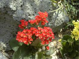 Images Images