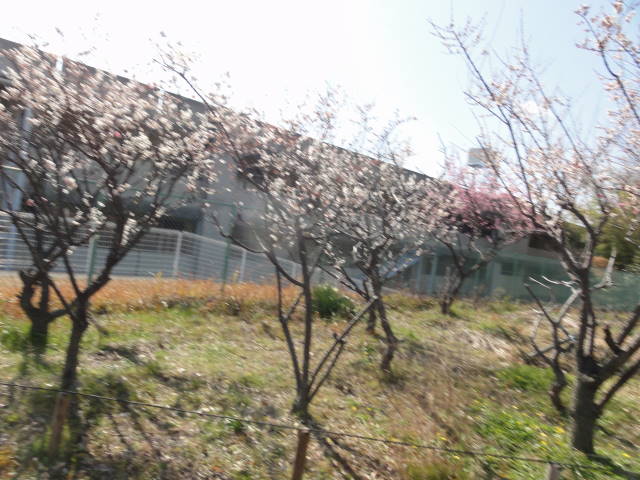 DSC00339