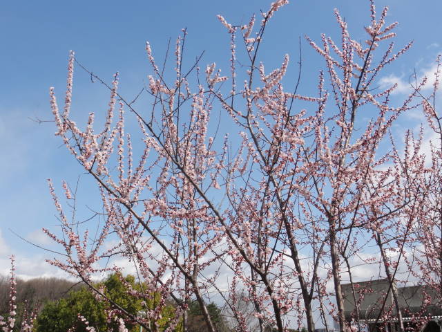 DSC02907