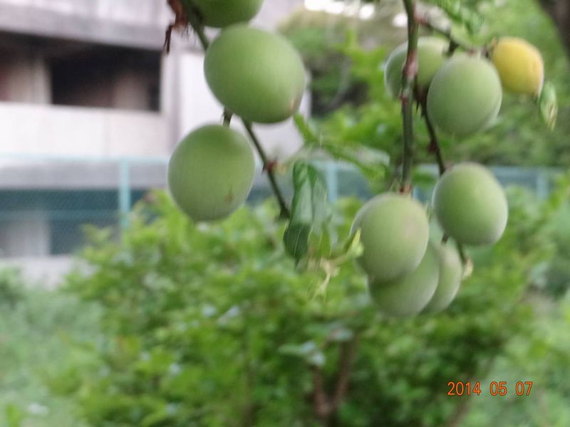 DSC00528