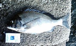 250px-Black_seabream(side