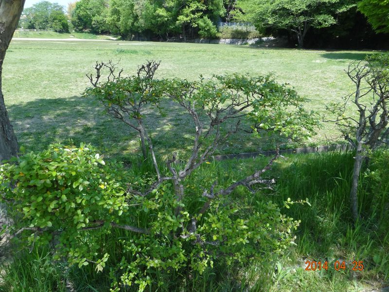 DSC00606
