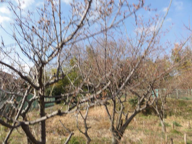 DSC049140315