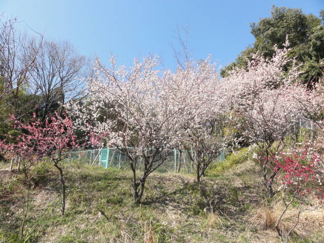 DSC00338