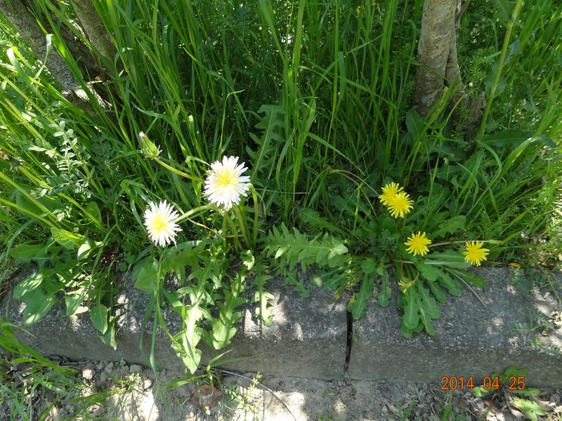 DSC00608
