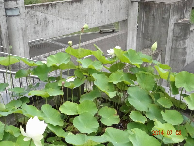 DSC04907