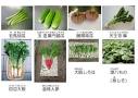 「なにわの伝統野菜」の画像検索結果