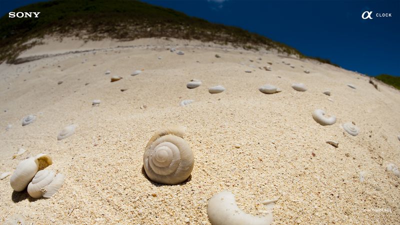 Alpha_ogasawaraislands_shells