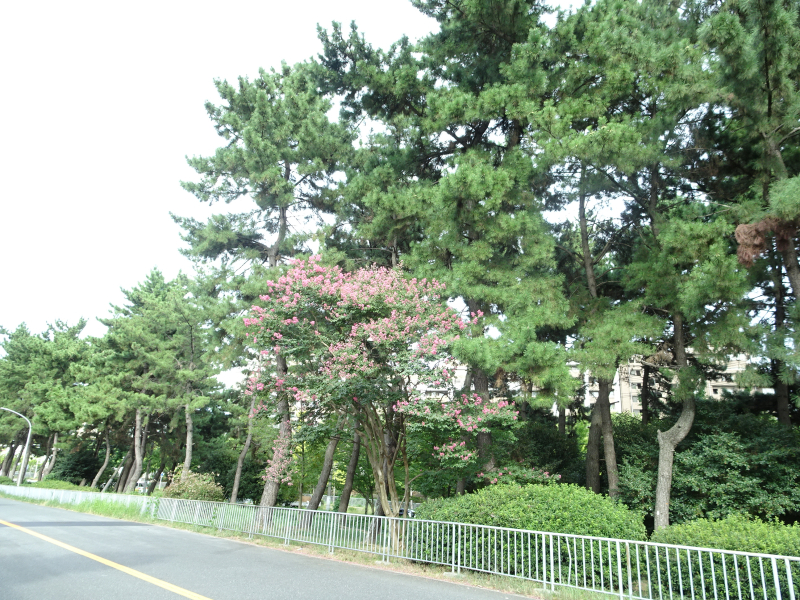 DSC08811