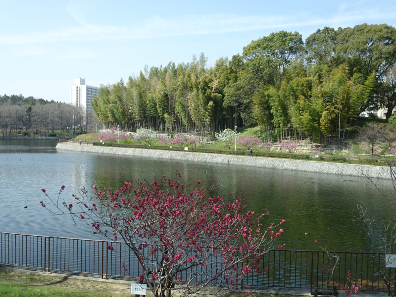 DSC08799 DSC08799