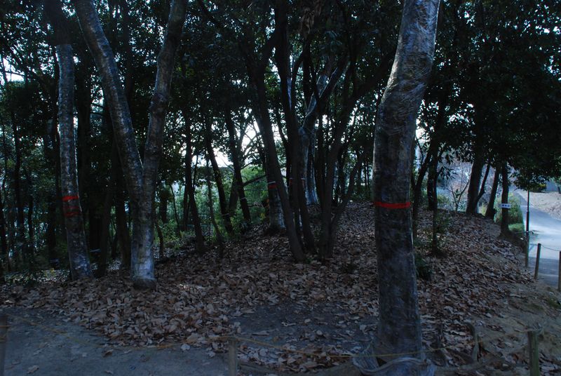 DSC_6641