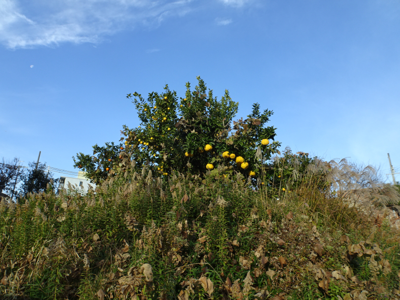 DSC03833