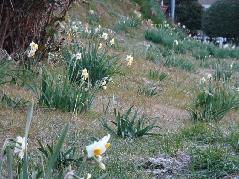 DSC03703