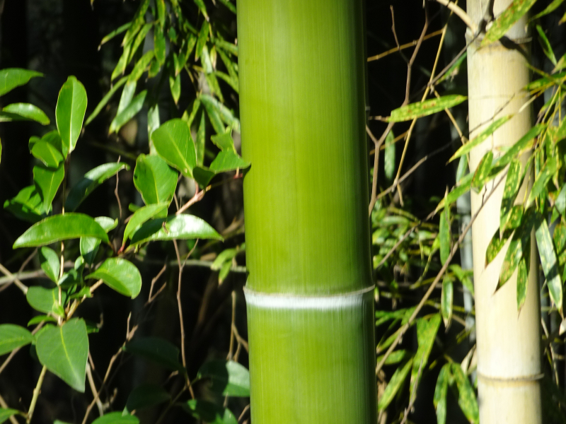 DSC09366