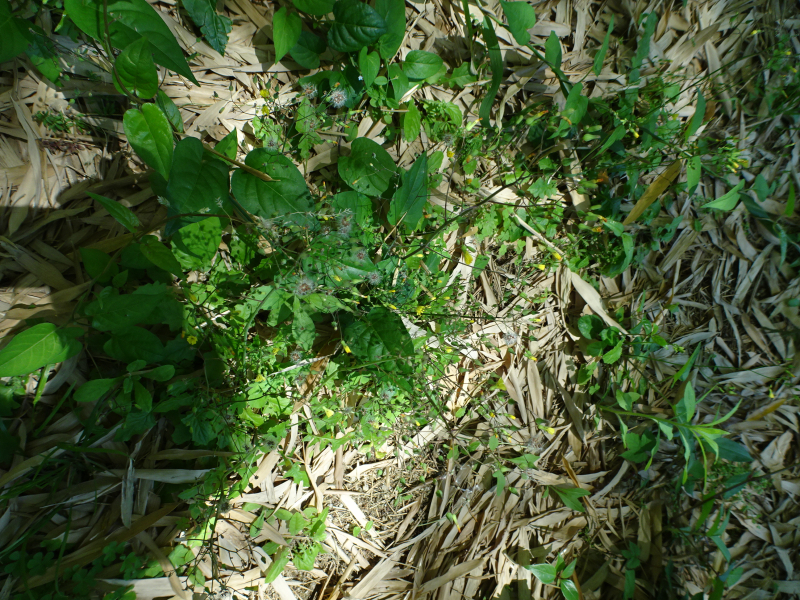 DSC00851