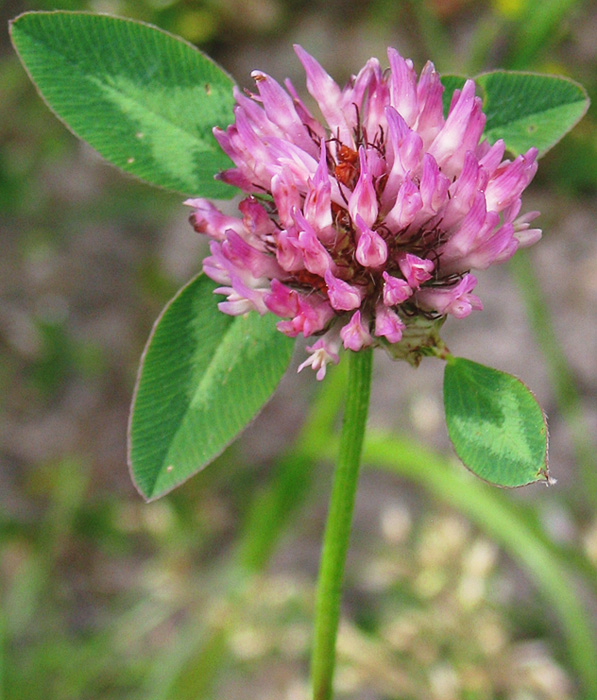 Rotklee_Trifolium_pratense