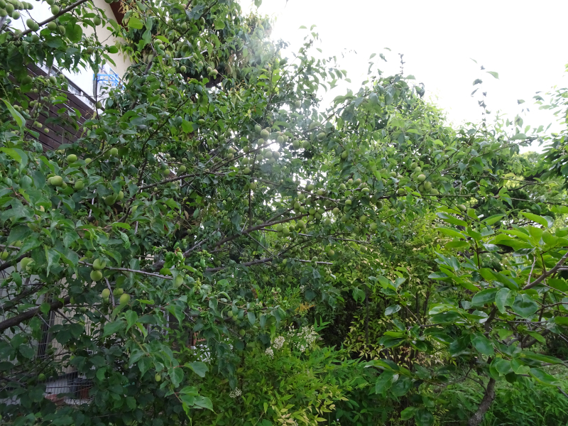 DSC05407