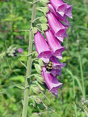 300px-Digitalis_purpurea2