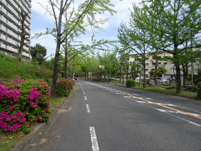 ６０きょうちゃん いろいろあって 06 朝 起きたら太陽拝み ふらふらせん と やらにゃ 日が暮れたら寝せい 5 3 新緑 千里ぎんなん通りのいちよう並木 吹田市 佐竹台5 令和元年5月3日 金 令和元年5月8日 水