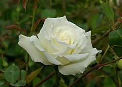 250px-Mrs._Herbert_Stevens_May_2008