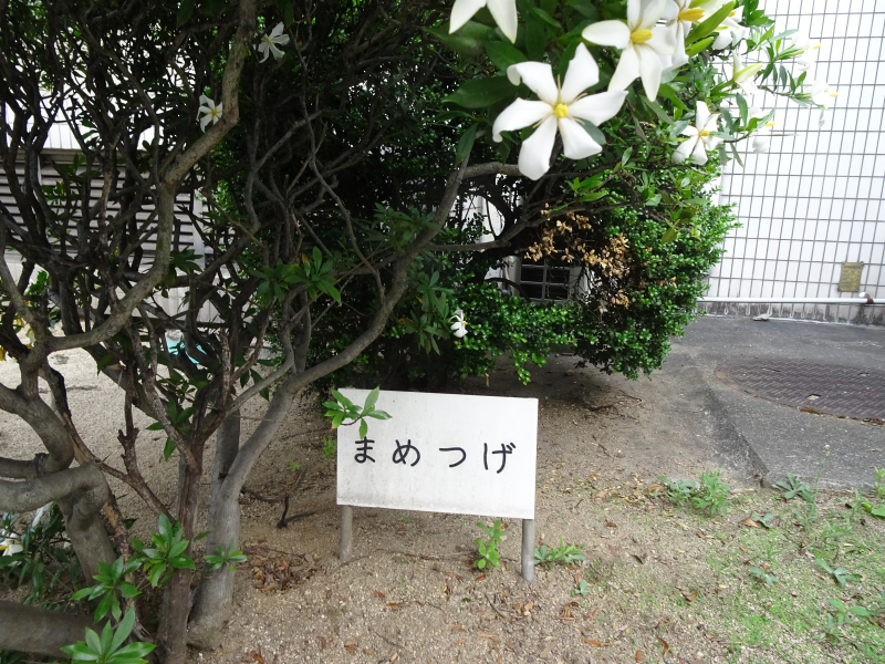 DSC00671
