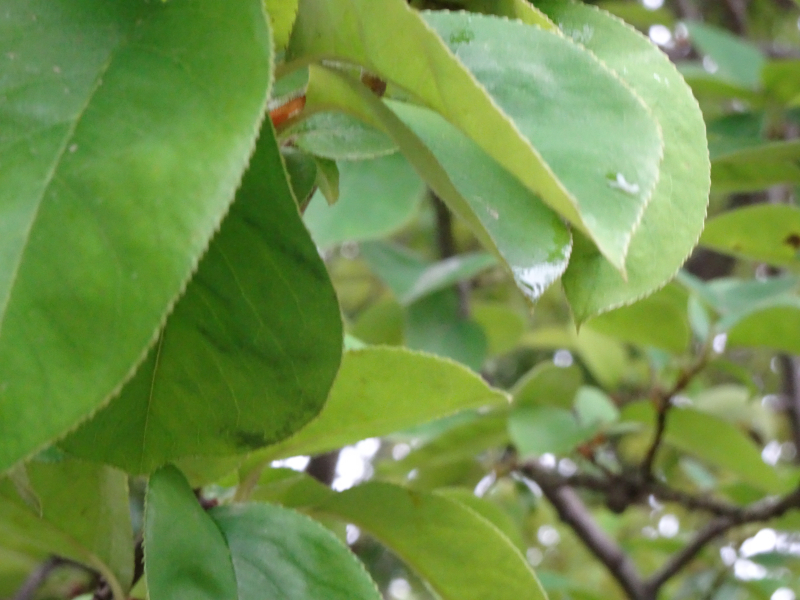 DSC01081