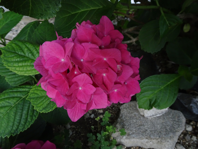 DSC02047
