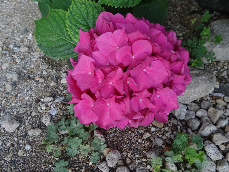 DSC02046
