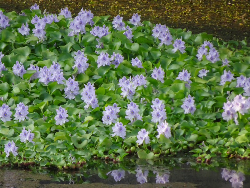 DSC02950