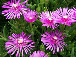 250px-Lampranthus_spectabilis4