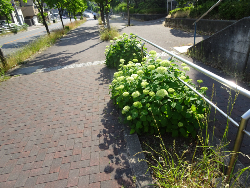 DSC02690