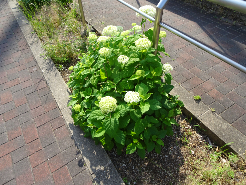 DSC02679