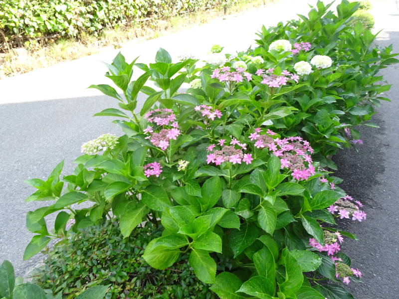 DSC02868