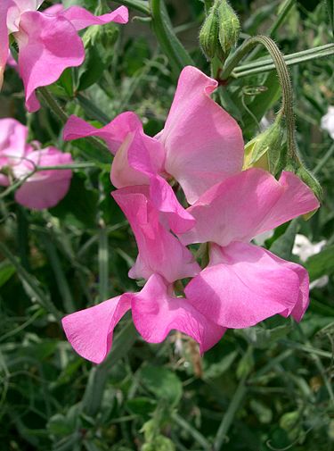 375px-Lathyrus_odoratus4