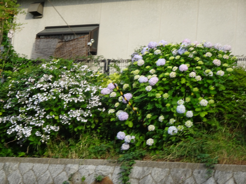 DSC04966