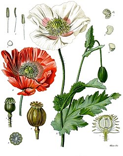 250px-Papaver_somniferum_-_Köhler–s_Medizinal-Pflanzen-102