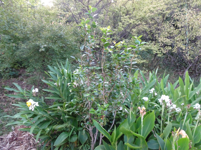 DSC02901
