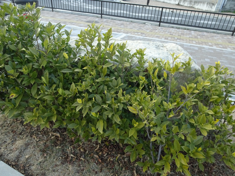 DSC05409